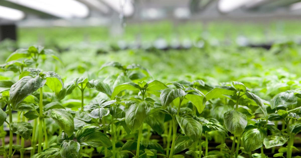 Revolutionizing Agriculture: Green Technology's Impact on Sustainable Farming Practices